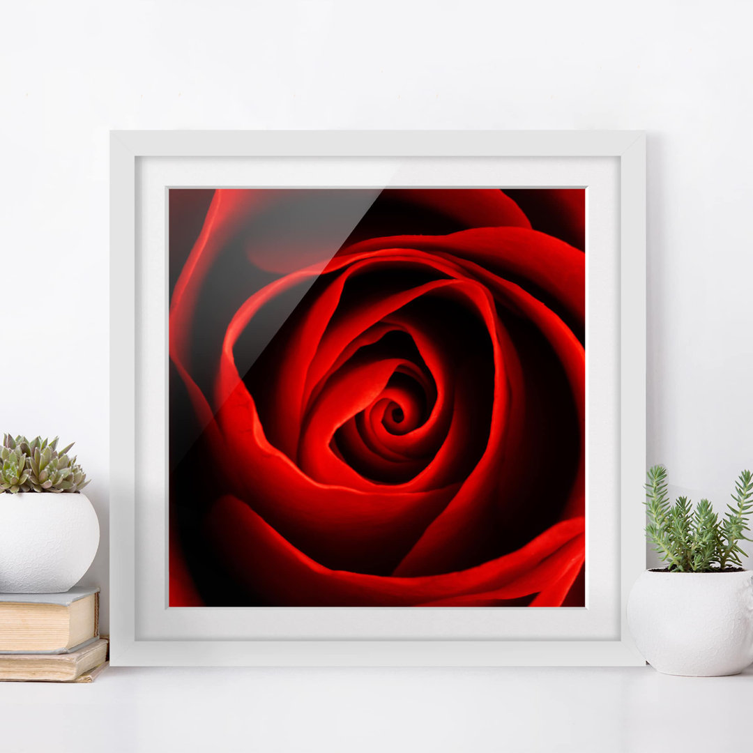 Gerahmtes Poster Lovely Rose