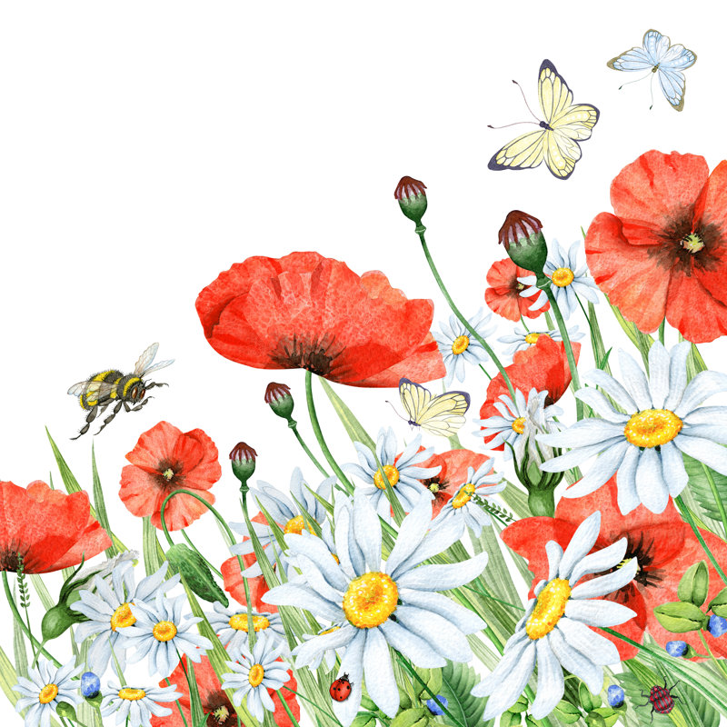 Camomille et coquelicots, impression sur toile tendue, L 12 po x H 12 po