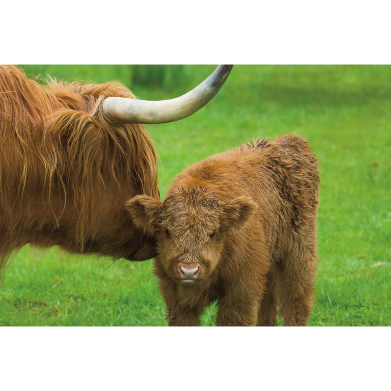 «Scottish Highland Cattle VII» par Alan Majchrowicz, reproduction de photo sur toile tendue, H 24 po x l 36 po