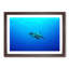 Swimming Turtle - Picture Frame Painting Print-55616788-55616786