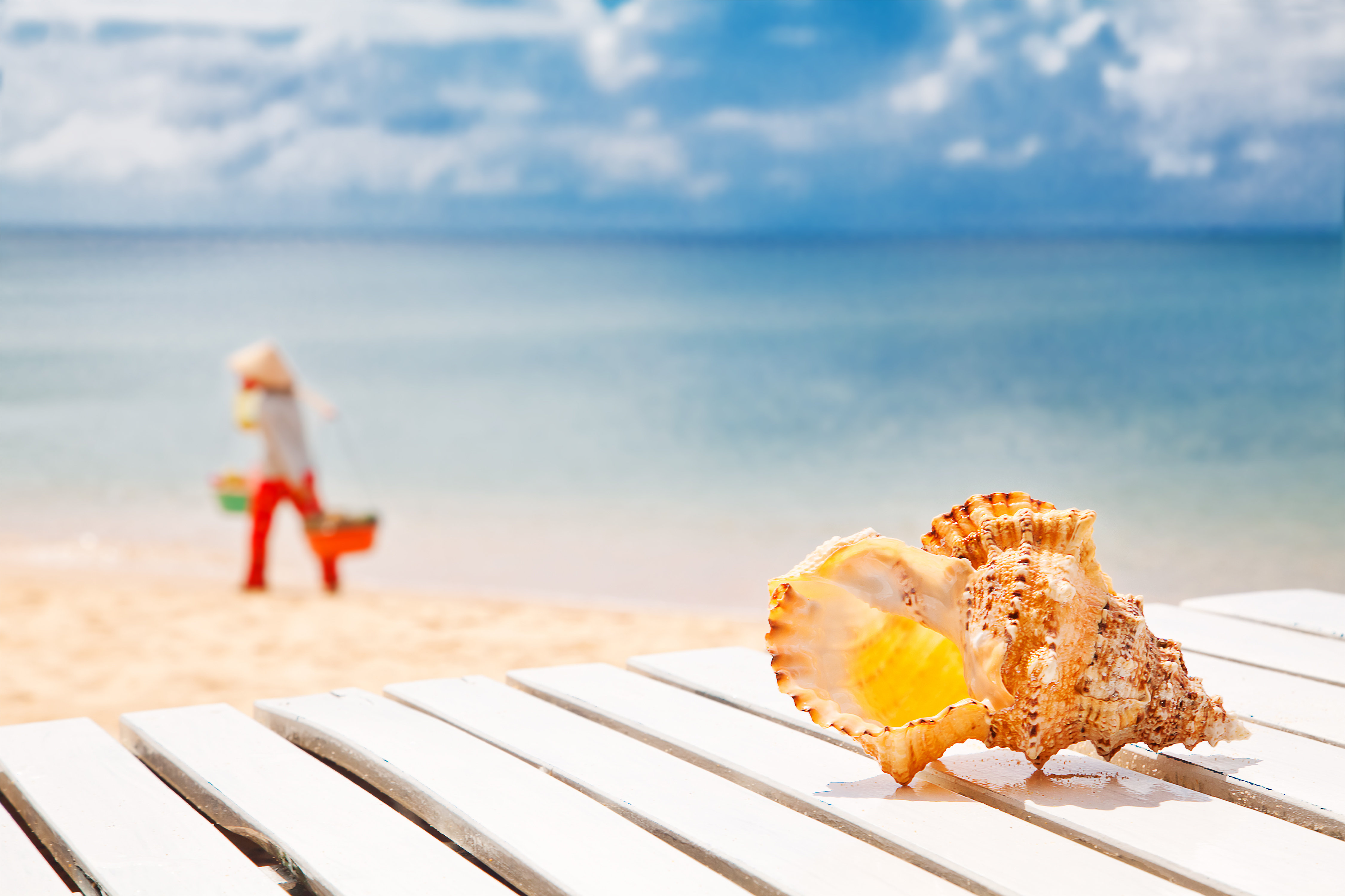 Highland Dunes Sea Shell by Nick_Thompson - Wrapped Canvas Photograph ...