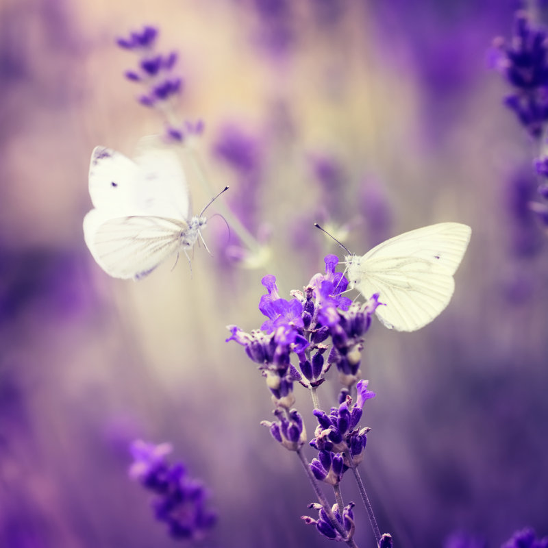 Two Butterflies by Rike_, 36" H x 36" W