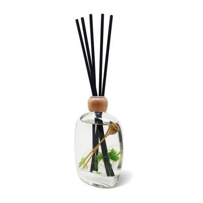 Branasia Plant / Floral Diffuser