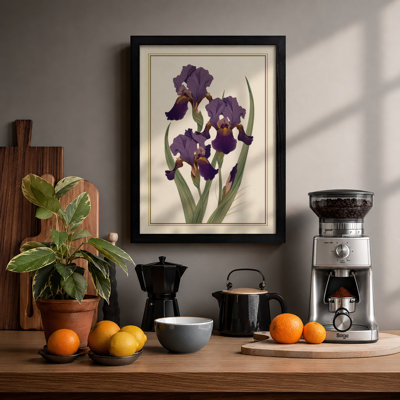 Purple Irises Study Botanical - Framed Print