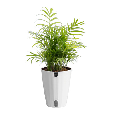 Costa Farms Neanthebella Palm Self-Watering Plant