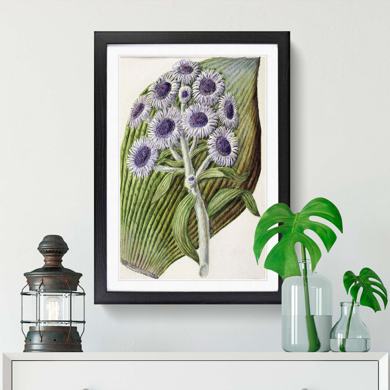 Antarctic Daisy Flowers by Sarah Featon - Single Picture Frame Painting, 33cm H x 24cm W x 2cm D, Black Framed