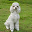 Statue caniche assis-935637460