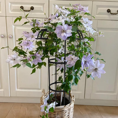 Treillis de jardin pour plantes grimpantes d'extérieur, treillis à champignon pour plantes en pot, vignes, roses, clématites et légumes, support de treillis