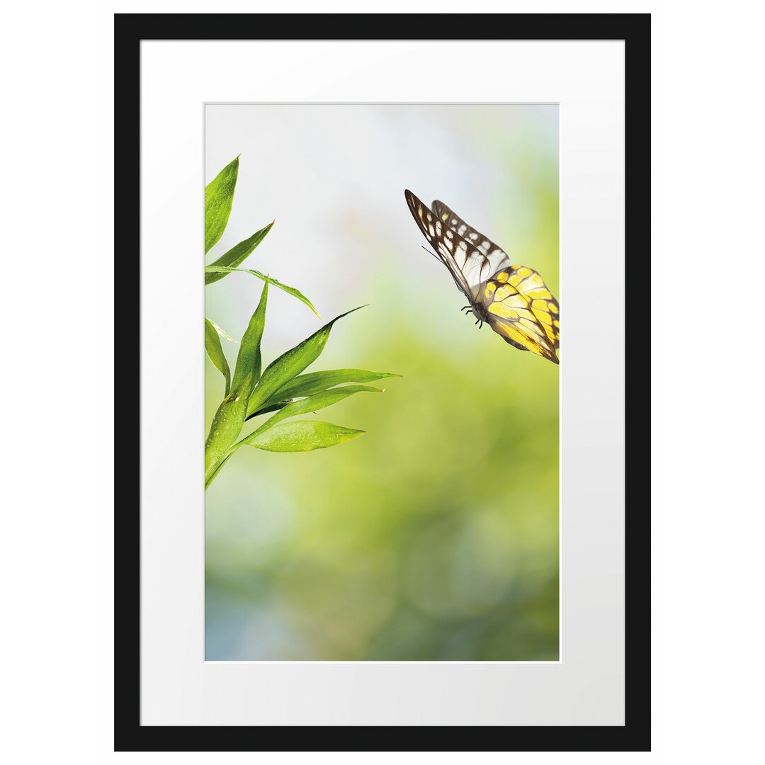 Gerahmtes Poster Bambus mit Schmetterling