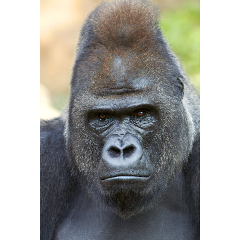 Gorilla - Wrapped Canvas Print, 76cm H x 51cm W x 3.8cm D