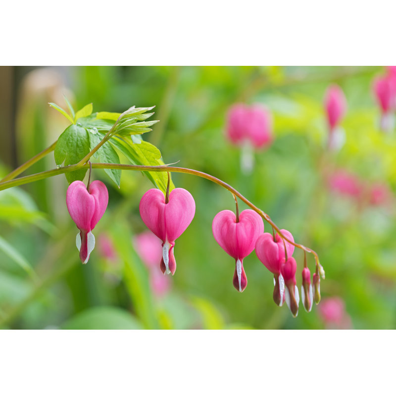 Fleur en forme de cœur - Photographie sur toile tendue, H 24 po x l 36 po