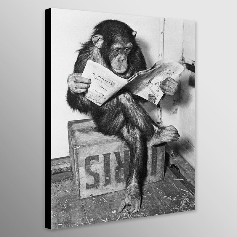 Chimpanzee Reading Newspaper - Wrapped Canvas Print, 61cm H x 41 cm W x 4cm D