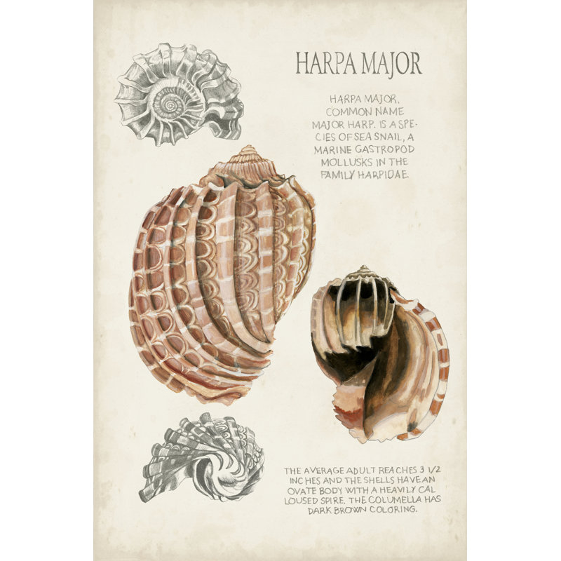 Seashell Field Notes II - Wrapped Canvas Print, 46cm H x 30cm W