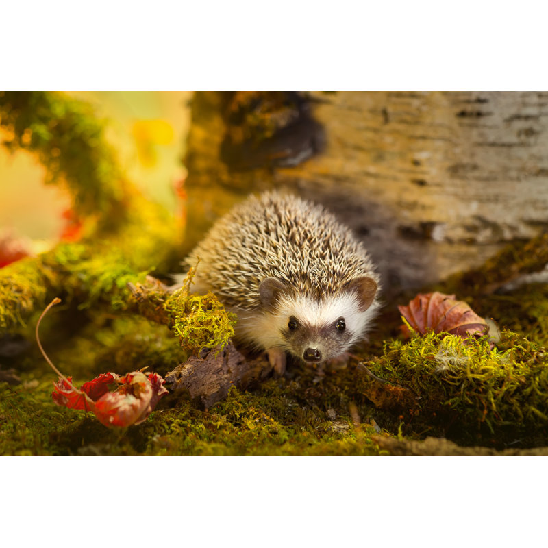 African Pygmy Hedgehog by Grape_vein - Wrapped Canvas Print, 30cm H x 46cm W