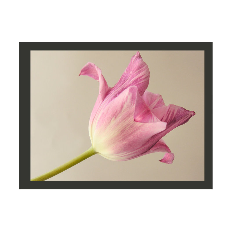 Pink Tulip 309cm x 400cm Wallpaper, 300 cm x 231 cm