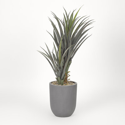 Succulent dans un pot de fleurs