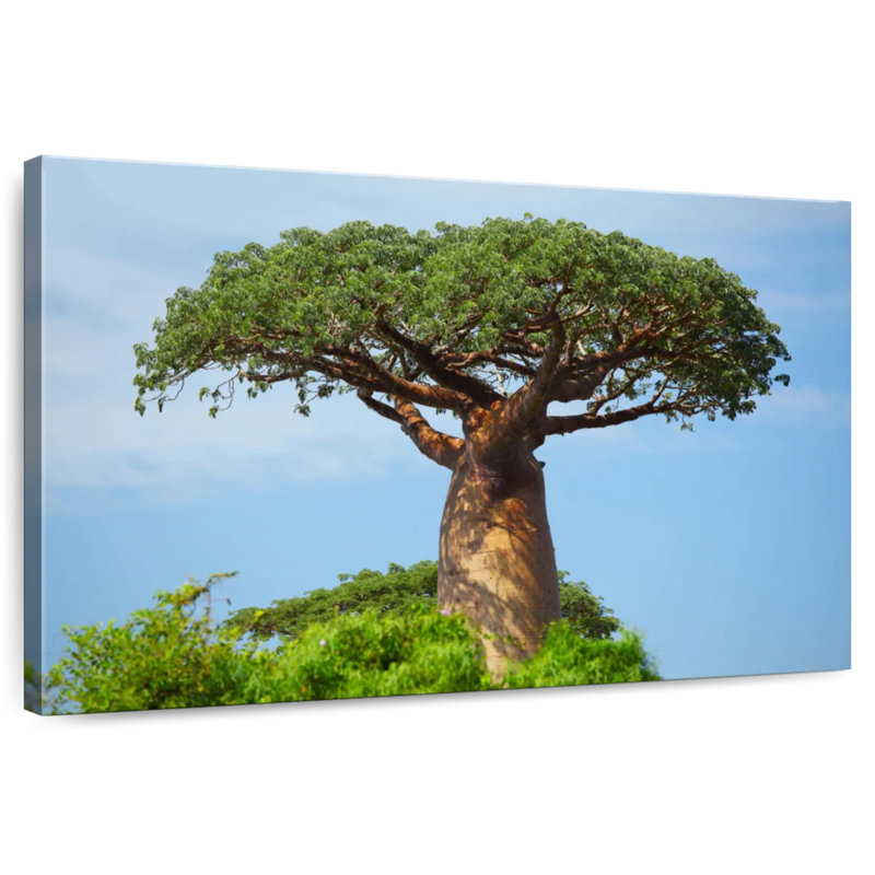 African Baobab, 8" H x 12" W