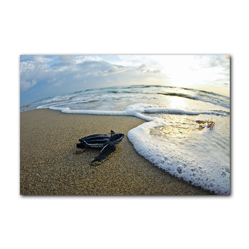« turtle leatherback wave watch », reproduction de photo sur toile