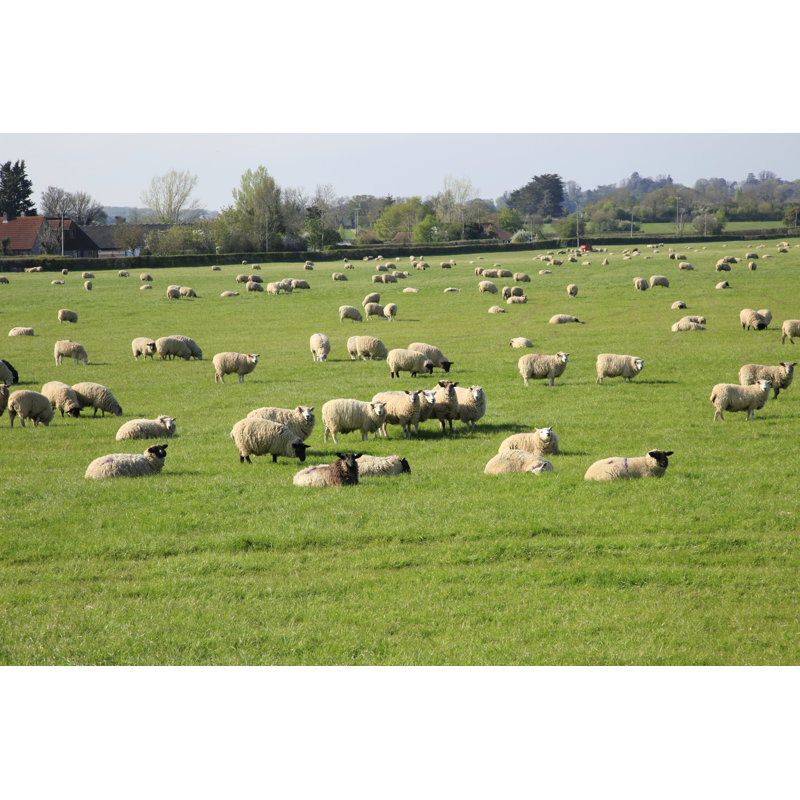 Sheep Grazing par Panmaule - Photographie sur toile tendue, H 8 po x l 12 po
