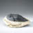 Genuine Single Metacanthina Issoumourensis Trilobite Fossil In Matrix (Large)