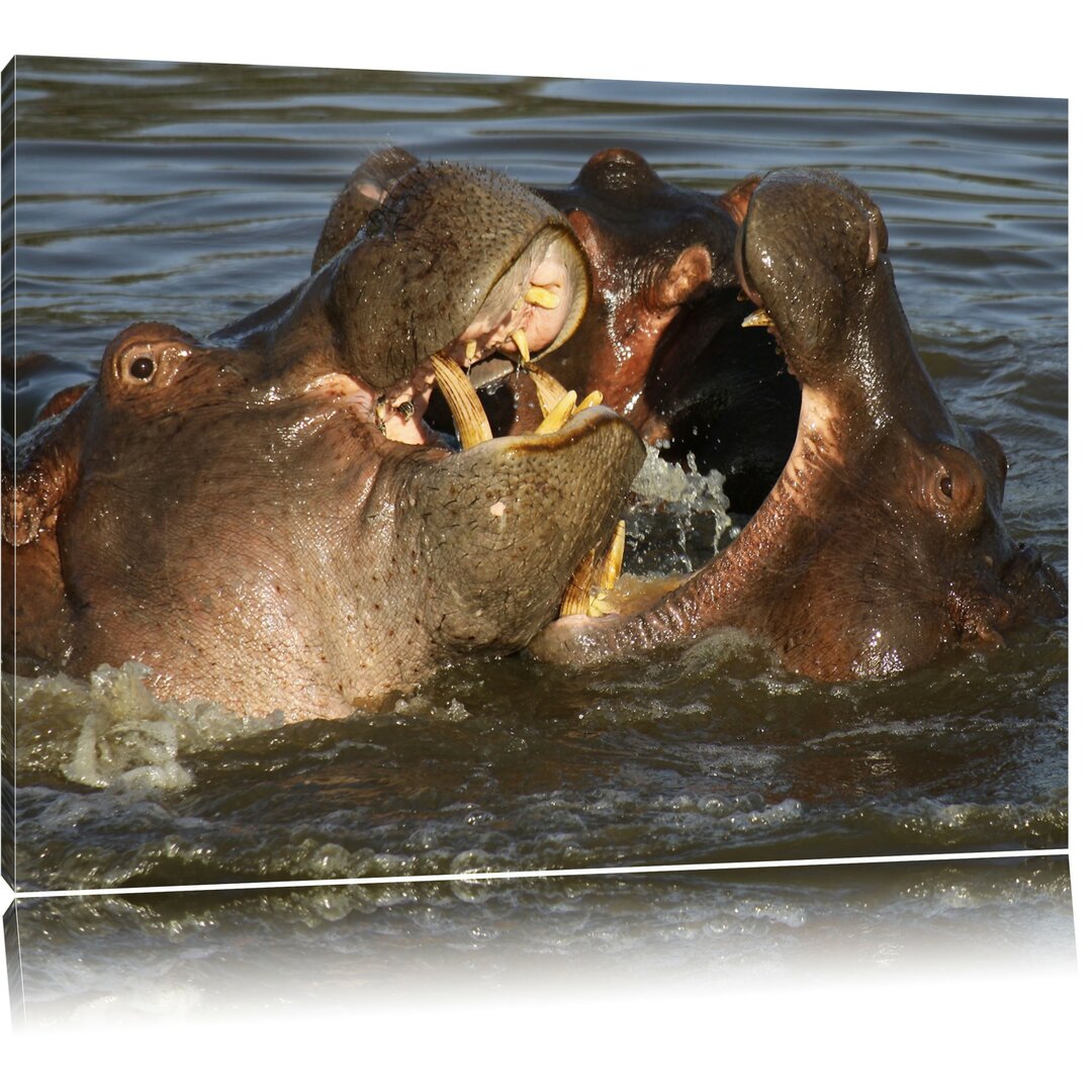 Leinwandbild Fighting Hippos