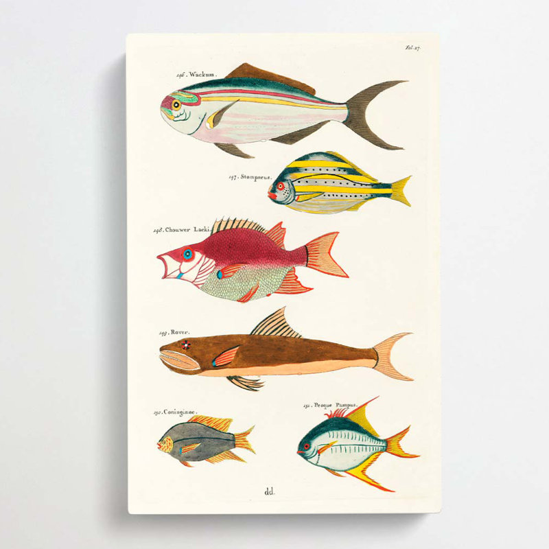 East Indies Fish Illustrations Fol. 27 by Louis Renard - Wrapped Canvas, 76cm H x 50cm W x 3cm D