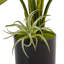 Birds Of Paradise Arrangement in Planter
