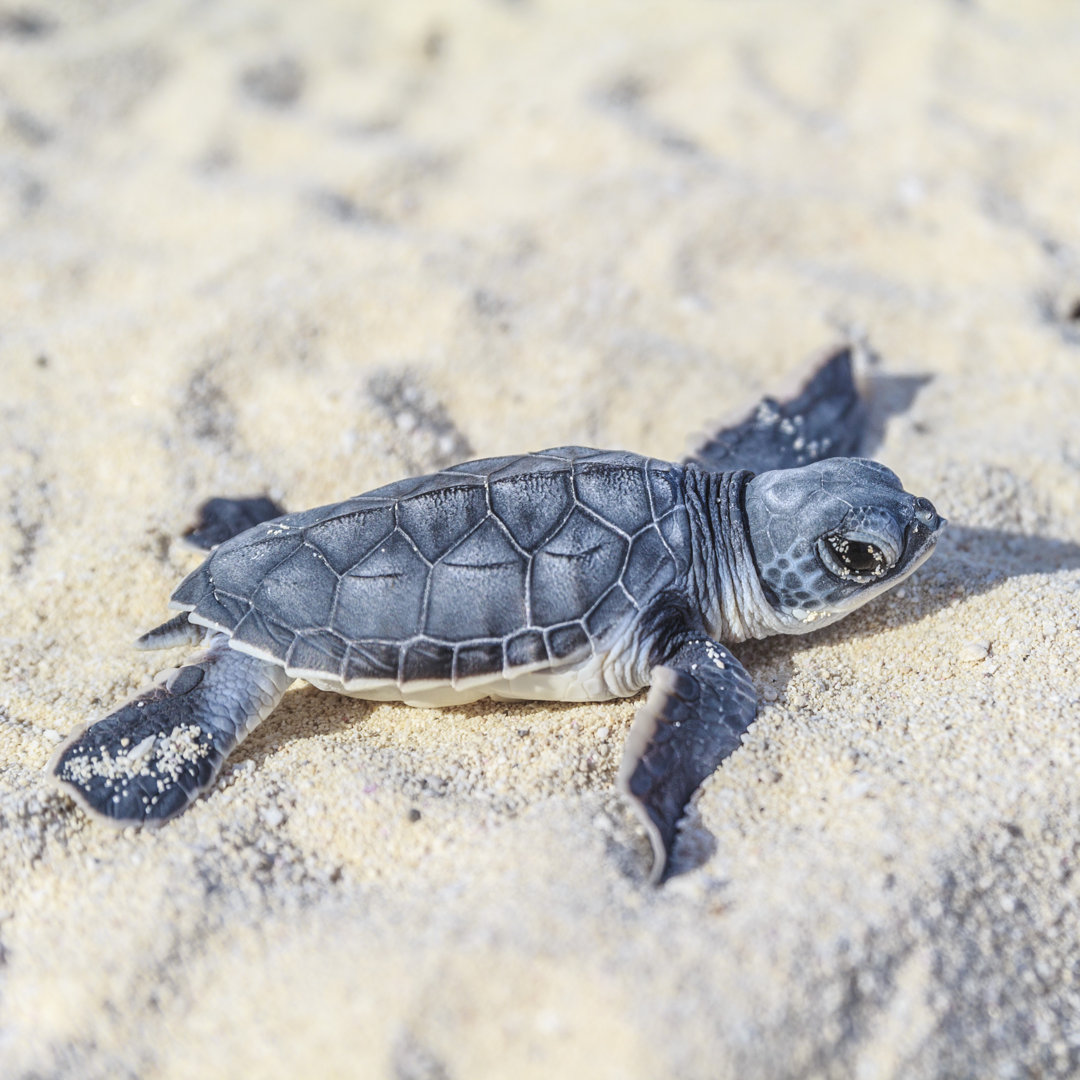 Neugeborene Schildkröte von Italiansight - Kunstdrucke auf Leinwand