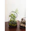 Glass Planter