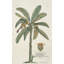 Banana Tree Print by Porter Design-26775211-26775215