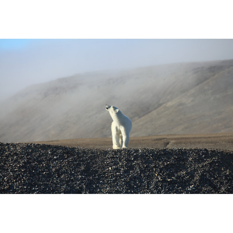 Polar Bear by Murphy_Shewchuk, 32" H x 48" W