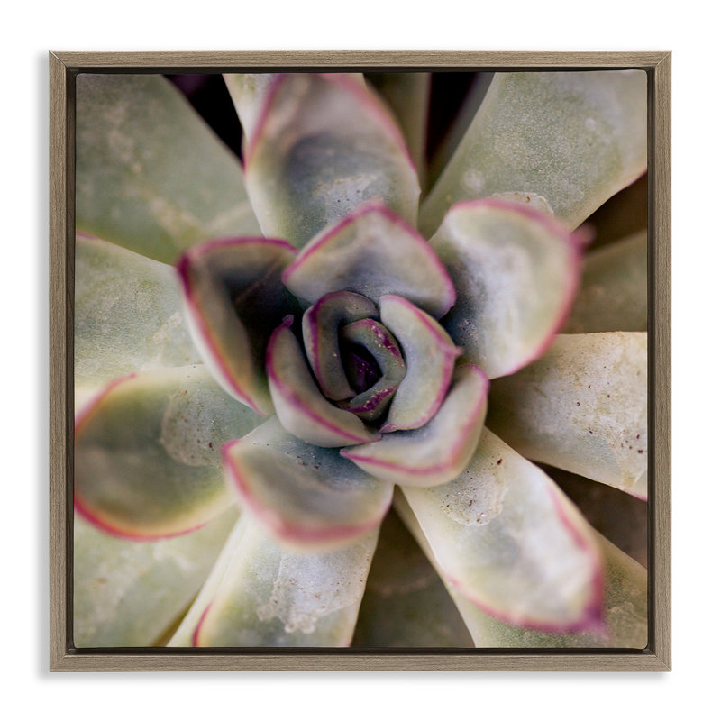 "Succulent Petals", art mural encadré sur toile flottante par Susan Bryant, Cadre flottant orme Montalcino, H 18 po x l 18 po