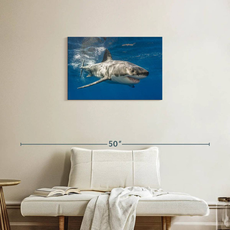 Requin, H 20 po x l 30 po