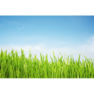 Freshly Watered Grassy Field by Nico_Blue