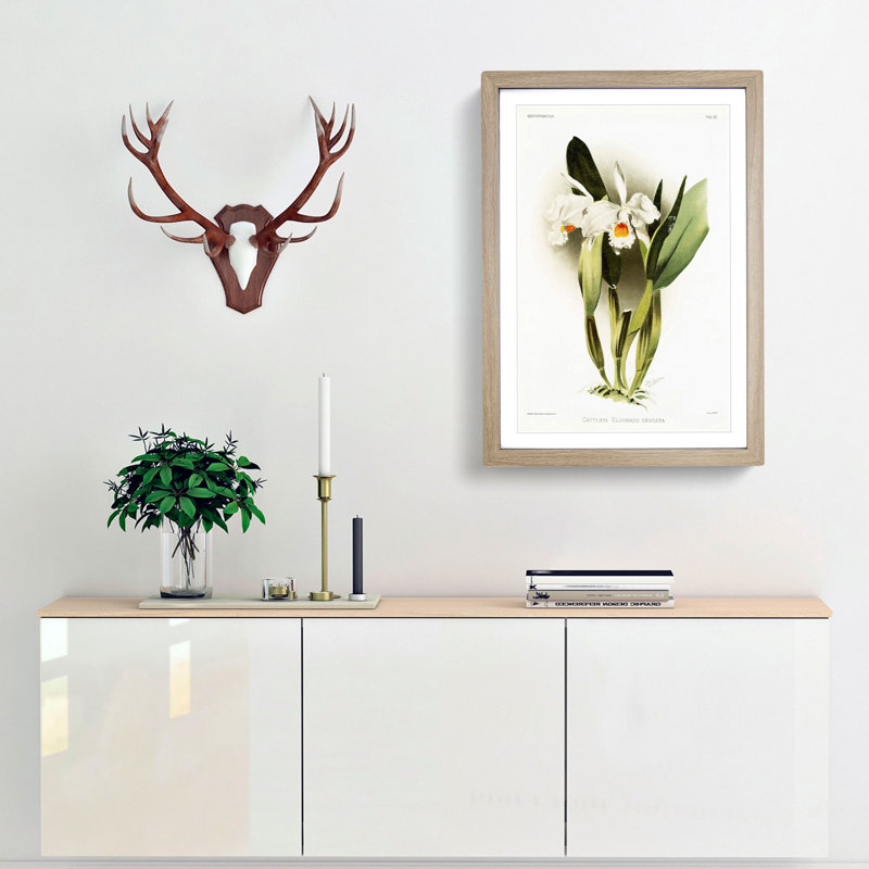 Magnolia Flowers Illustration Tab.93 by Frederick Sander - Picture Frame Art Print, 60cm H x 40cm W x 2cm D, Oak