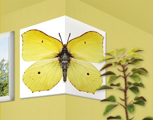 2-tlg. Leinwandbilder-Set Brimstone Butterfly