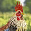 Statue de coq Azeema