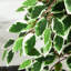 160cm Faux Ficus Tree in Pot