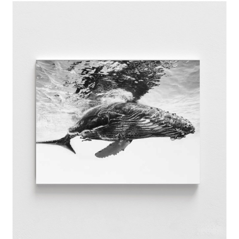 Reproduction d'art baleine - Photographie de l'océan en noir et blanc, H 12 po x l 16 po, Ne s’applique pas