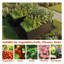 Jardin surélevé en métal galvanisé-256453005