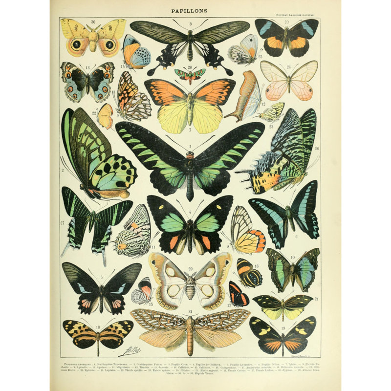Butterflies Chart By Millot Butterflies Chart by Adolphe Millot - No Frame Print, 30cm H x 21cm W