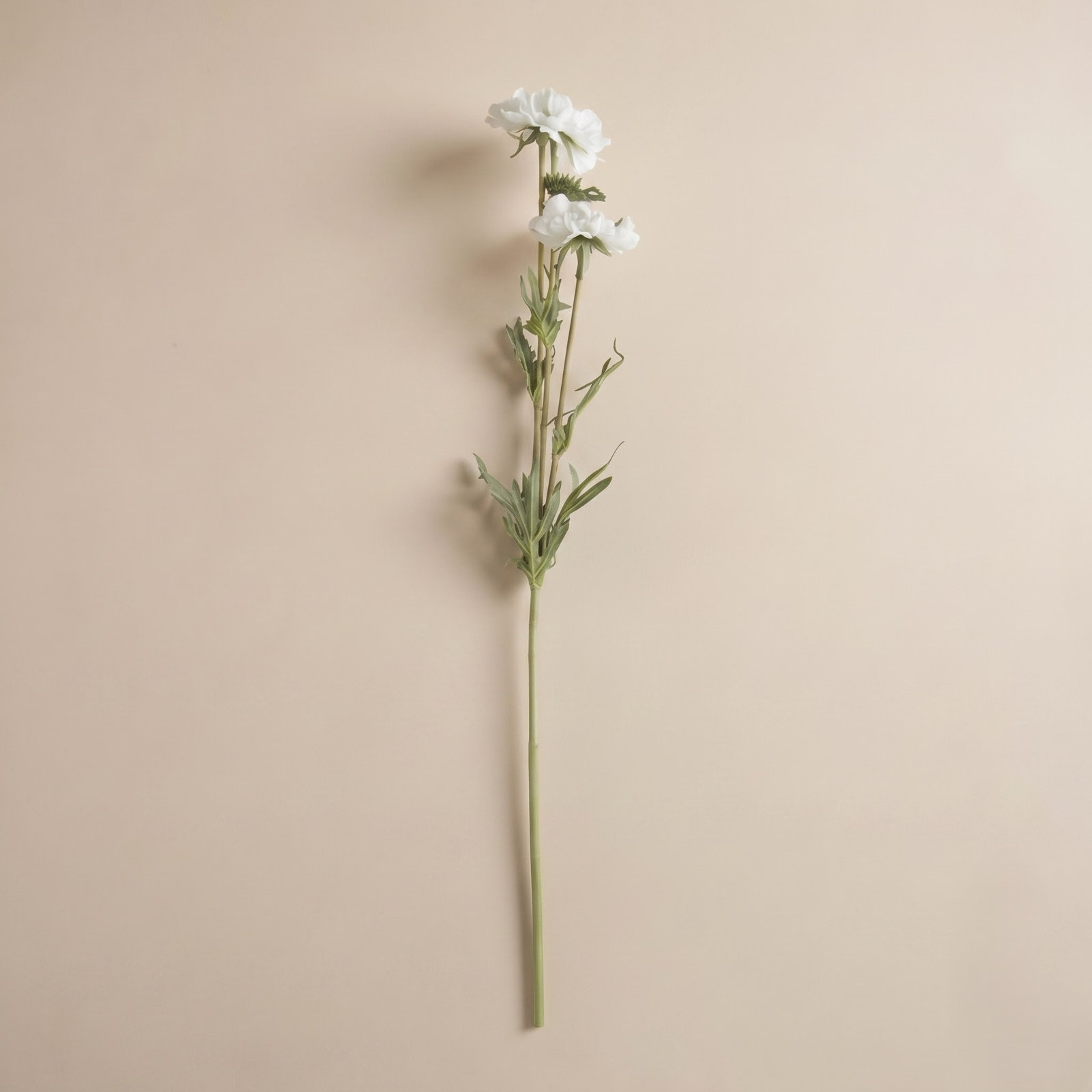 Rimma Chervil Stems