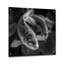 Monochromes de poissons koi-477410319