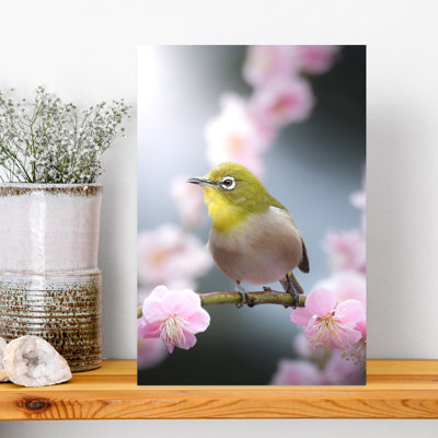 Japanese White-eye Blossoms by まちゅばら/Hiroki Matsubara - Wrapped Canvas Print