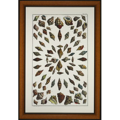 Wendover Art Group Flute Shell Montage - Picture Frame Graphic Art On Glass In Brown;white