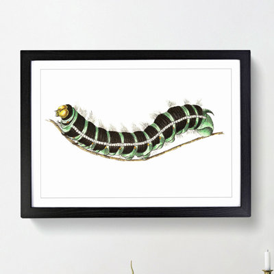Illustration of a Green Caterpillar - Picture Frame Graphic Art Print