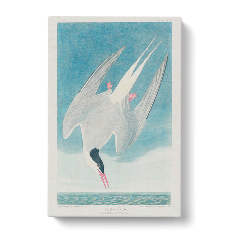 Arctic Tern - Wrapped Canvas Painting, 50cm H x 35cm W x 3cm D