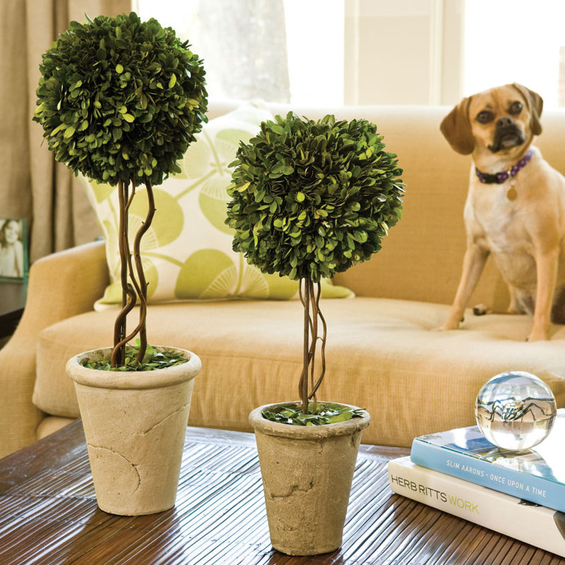 Preserved Greens 23.25" Single Ball Topiary, 18.5" H x 6.25" W x 6.25" D