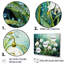 Méticuleusement «Snowdrop Flowers In Forest - Snowdrops», ensemble de reproduction d'art mural-107762060