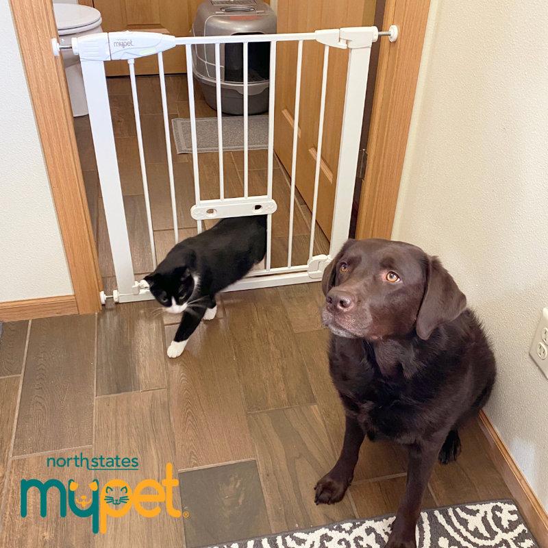 WIDE WALK THRU EASYPASS PETGATE